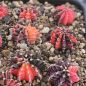 Preview: Gymnocalycium mihanovichii / bunte Körper